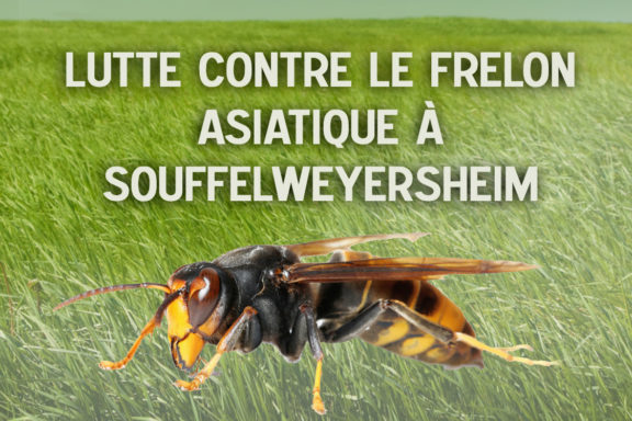 Lutte contre le frelon asiatique et le moustique tigre