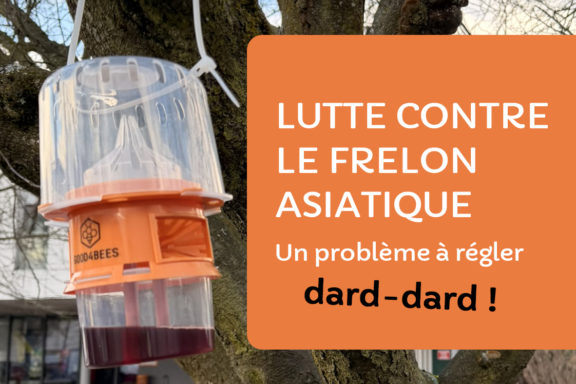 Lutte contre le frelon asiatique