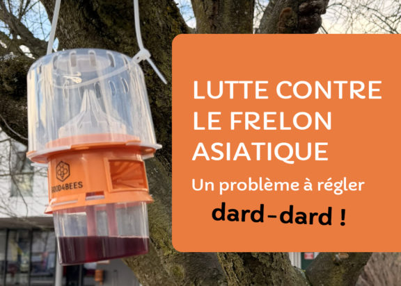Lutte contre le frelon asiatique